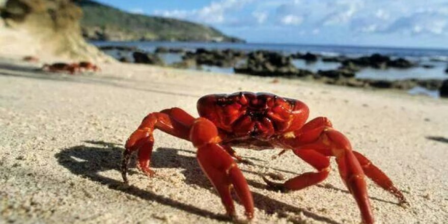 The microplastic pollution crisis is threatening biodiversity