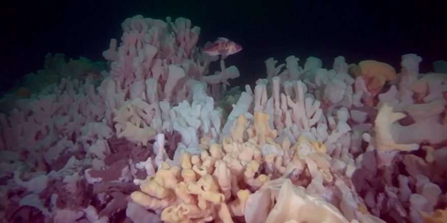 Climate change is a significant threat to glass sponge reefs