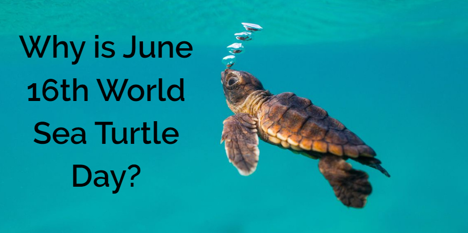 Why is June 16th World Sea Turtle Day?