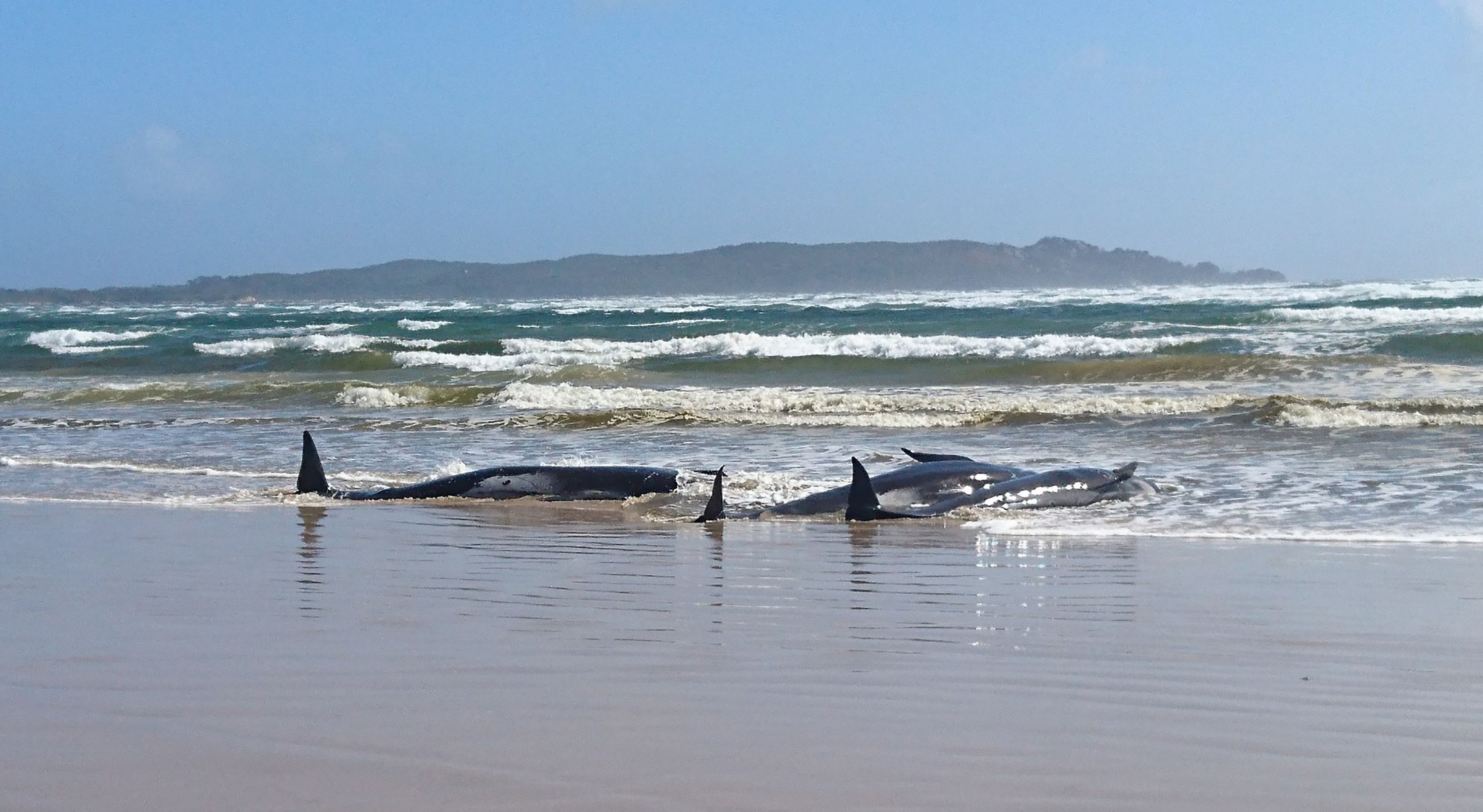 Around 270 whales stranded on a sandbar off Tasmania