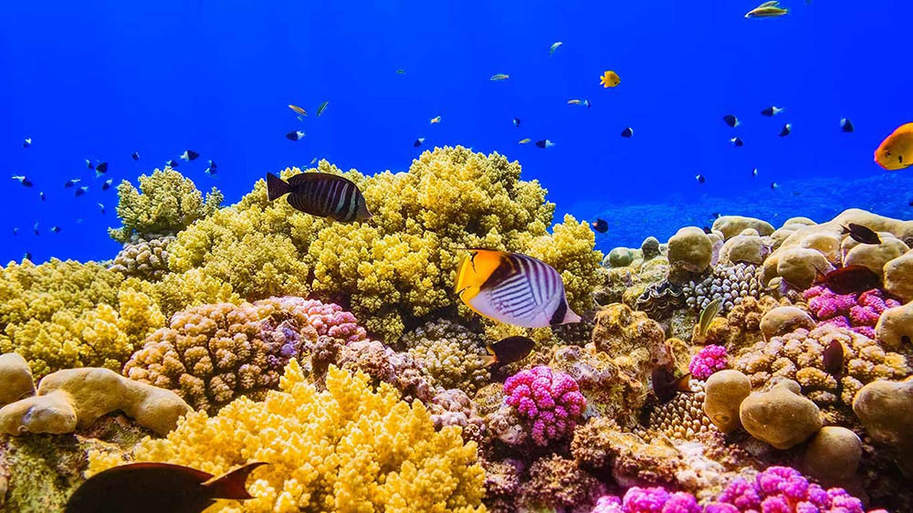 Coral reefs of Red Sea face existential threat due to illegal fishing