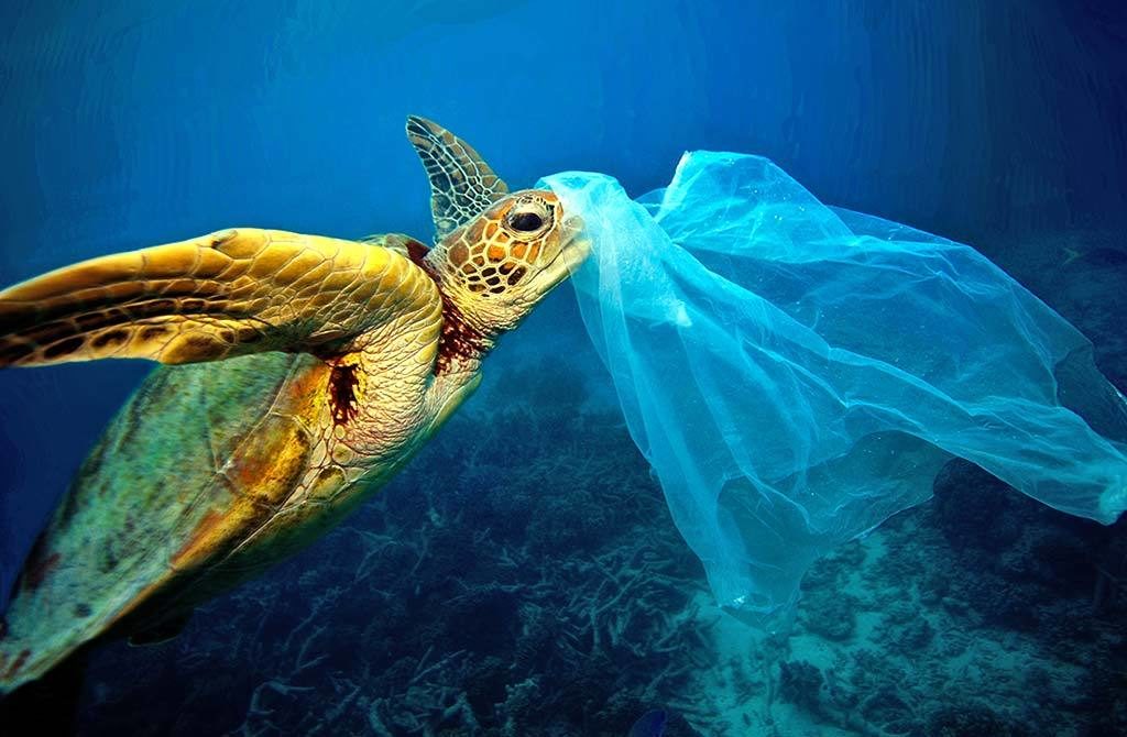 Plastic ingestion by fish becomes a bigger problem