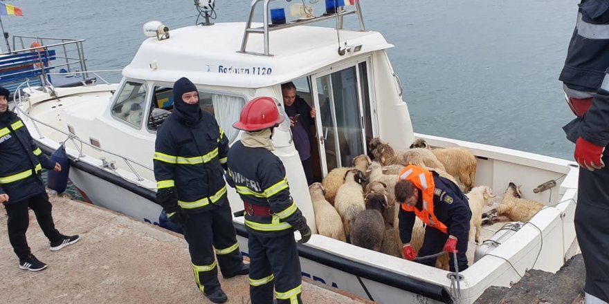 Cargo ship with 14,600 sheep overturns in Black Sea