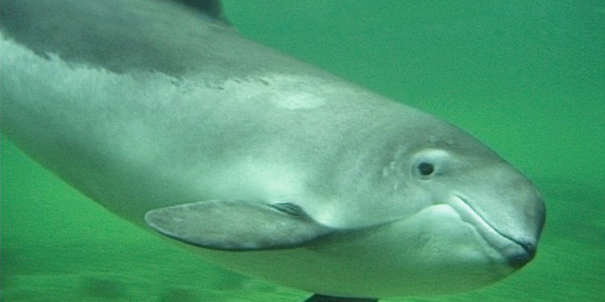 German Navy is accused to kill porpoises in the Baltic coast