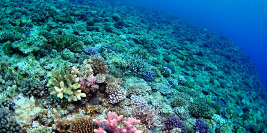 Warming oceans may eliminate coral reef habitats by 2100