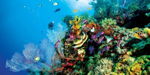 Great Barrier Reef export fishery licence cancelled