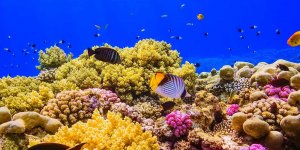 Coral reefs of Red Sea face existential threat due to illegal fishing