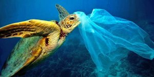 Plastic ingestion by fish becomes a bigger problem