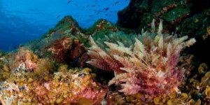 Marine life of the Mediterranean Sea is in danger