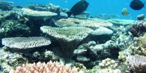 Great Barrier Reef shows signs of heat stress